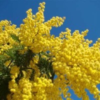 mimosa